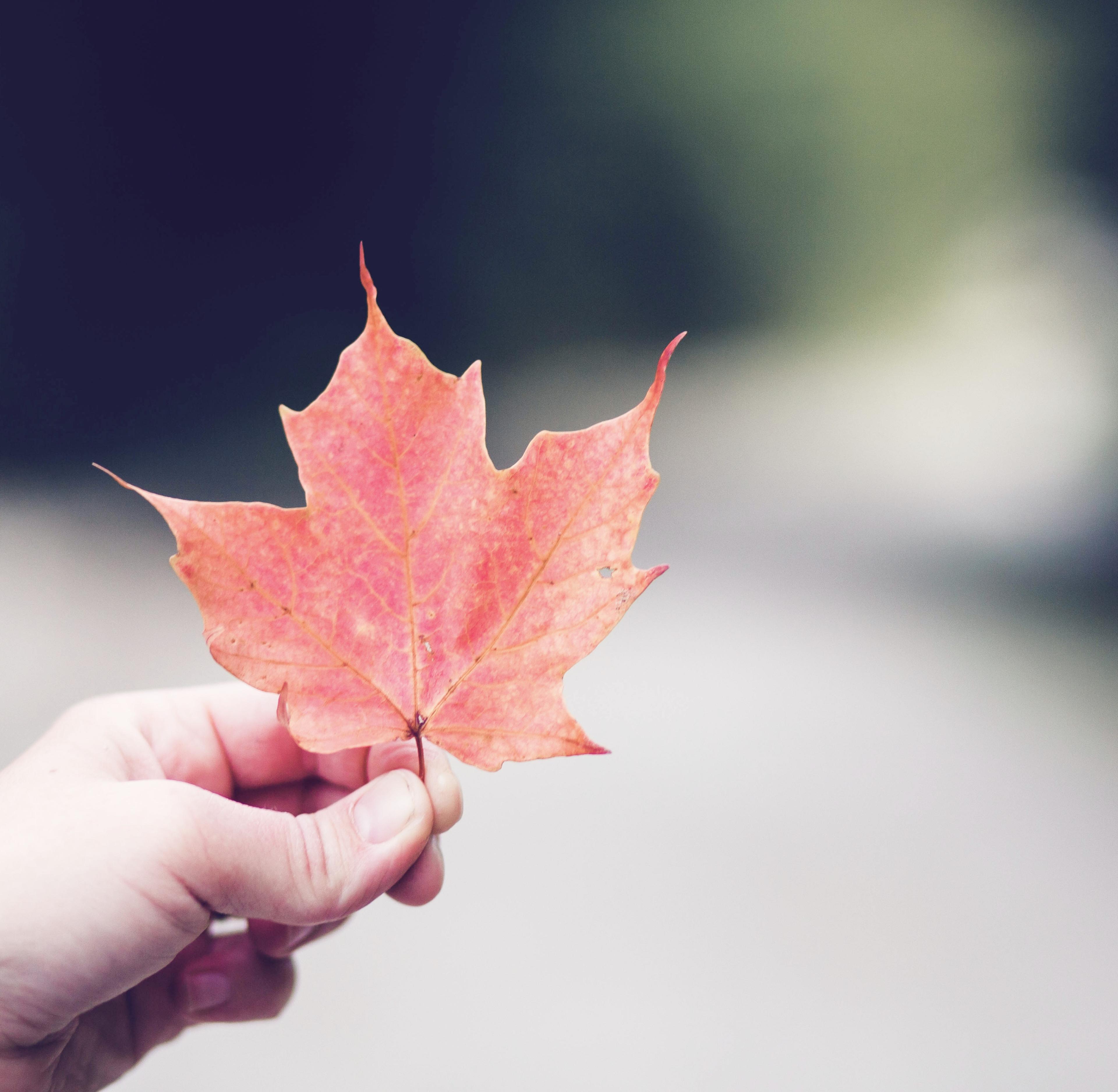 A hand holding a red maple leaf.